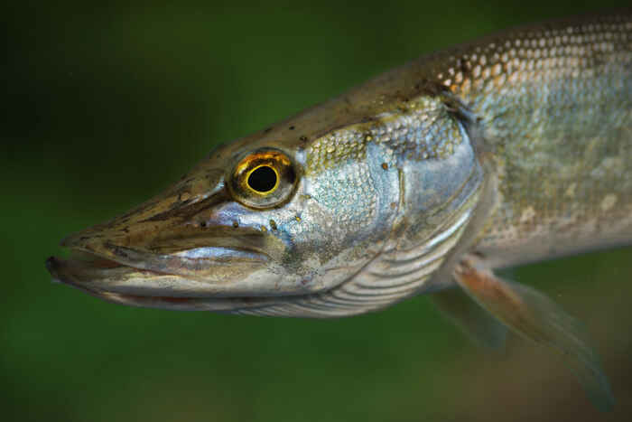 À la découverte des poissons de la réserve Clubs Comptines