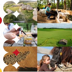 comite-regional-du-tourisme-occitanie