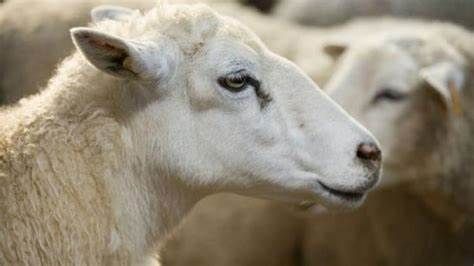 la-tonte-des-moutons