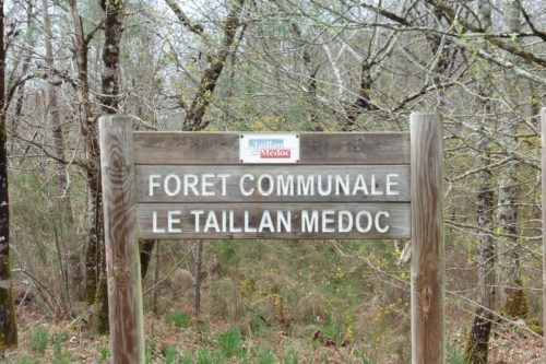 Forêt Taillan-Médoc