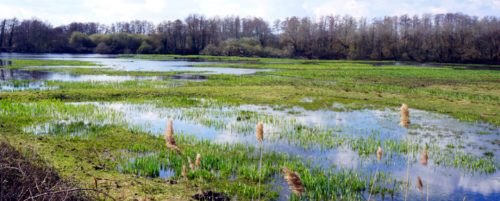 réserve naturelle de Bruges