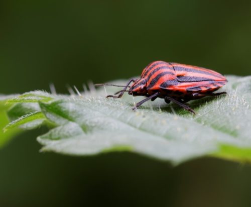 L’éveil de la nature