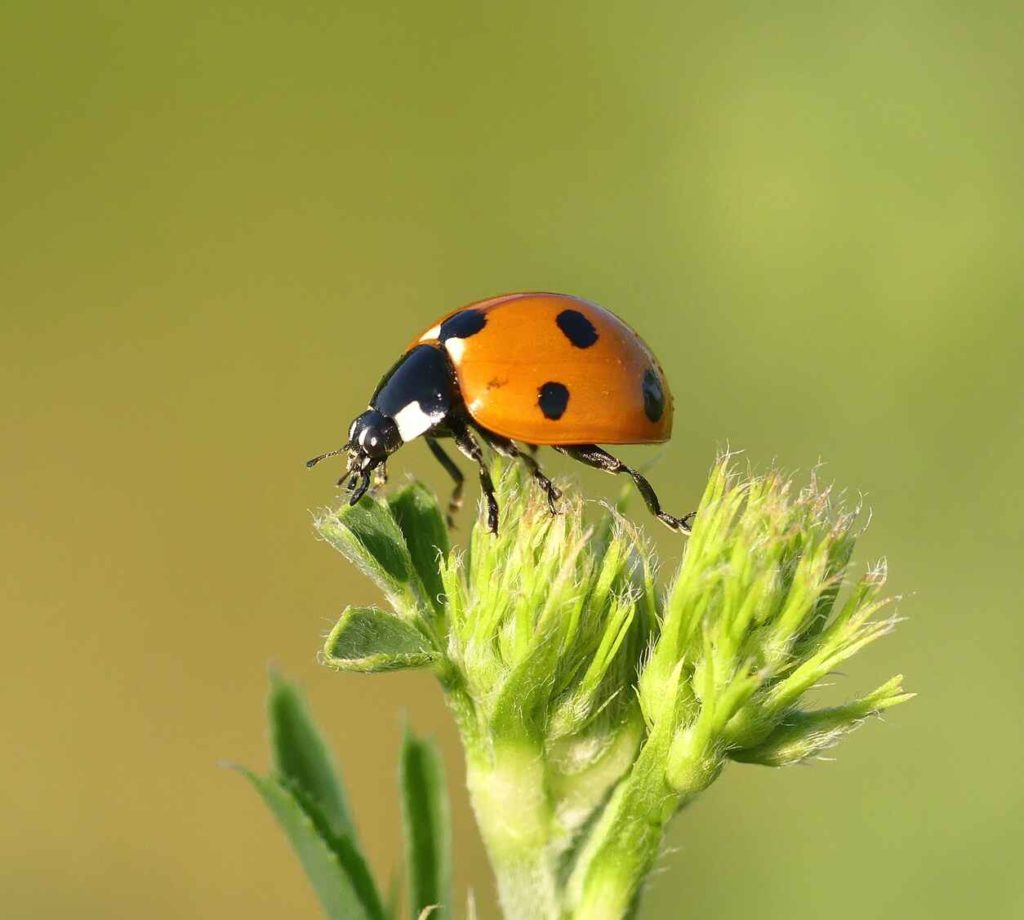 permis coccinelle