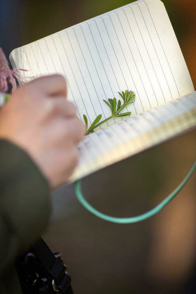 Découverte des plantes sauvages comestibles et médicinales et des usages des druides et sorcières