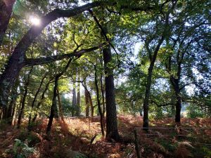 bois-de-déhès