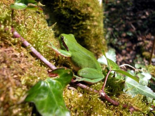 Fréquence-grenouille