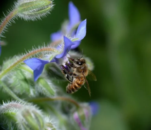 insectes-à-la-folie