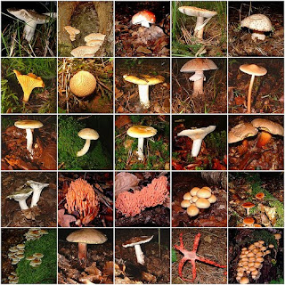 À-la-découverte-des-champignons