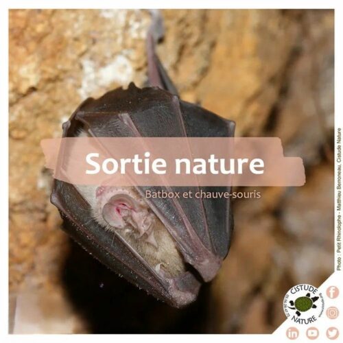 Batbox-fréquences-et-chauve-souris