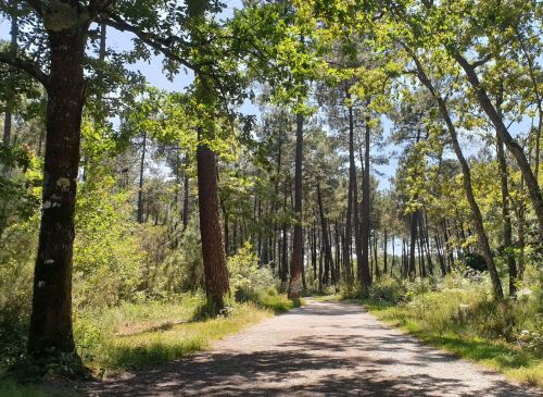 Forêt-de-Migelane