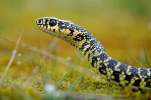 lézards-serpents-tous-reptiles...