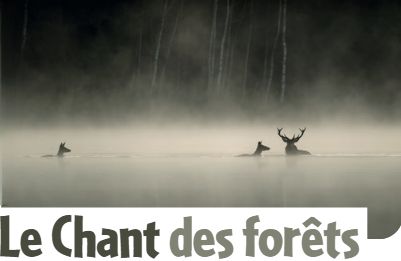 Le-Chant-des-forêts