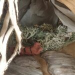 le Tigre Reveur atelier tigre