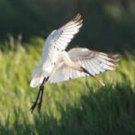 les 4 fantastiques-les oiseaux migrateurs