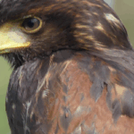 les 4 fantastiques - les rapaces