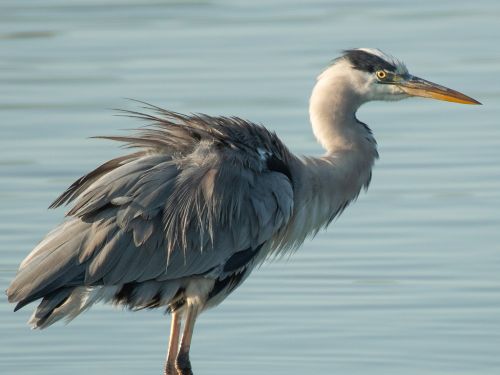 Les-défis-de-létang-sauvage