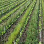 Portes Ouvertes aux Joualles de Cormeil-Figeac