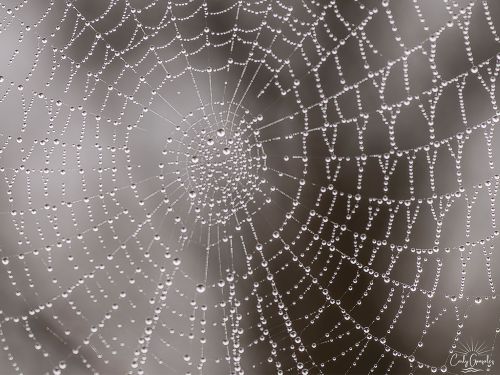 les-minuscules-qui-font-peur