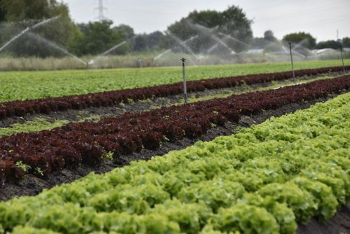 visite-de-lexploitation-le-jardin-de-quentin